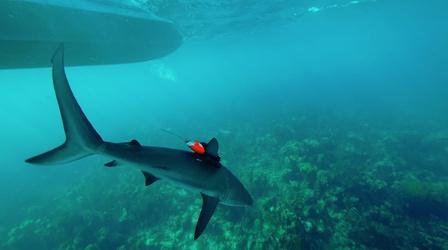 Video thumbnail: Nature Shark Cams Capture Rare Footage