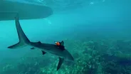 Shark Cams Capture Rare Footage