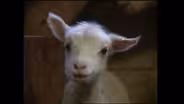 Sheep and Wool