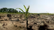 Rising sea levels threatens farming along Chesapeake Bay