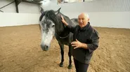 Training Hannibal's Military Horses