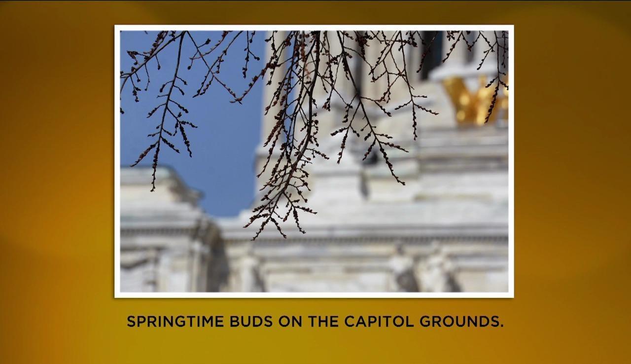 Capitol Pics: Springtime & Animals