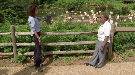 Video thumbnail: Stay Home. Hit Play. Mayor Lightfoot Goes to the Lincoln Park Zoo