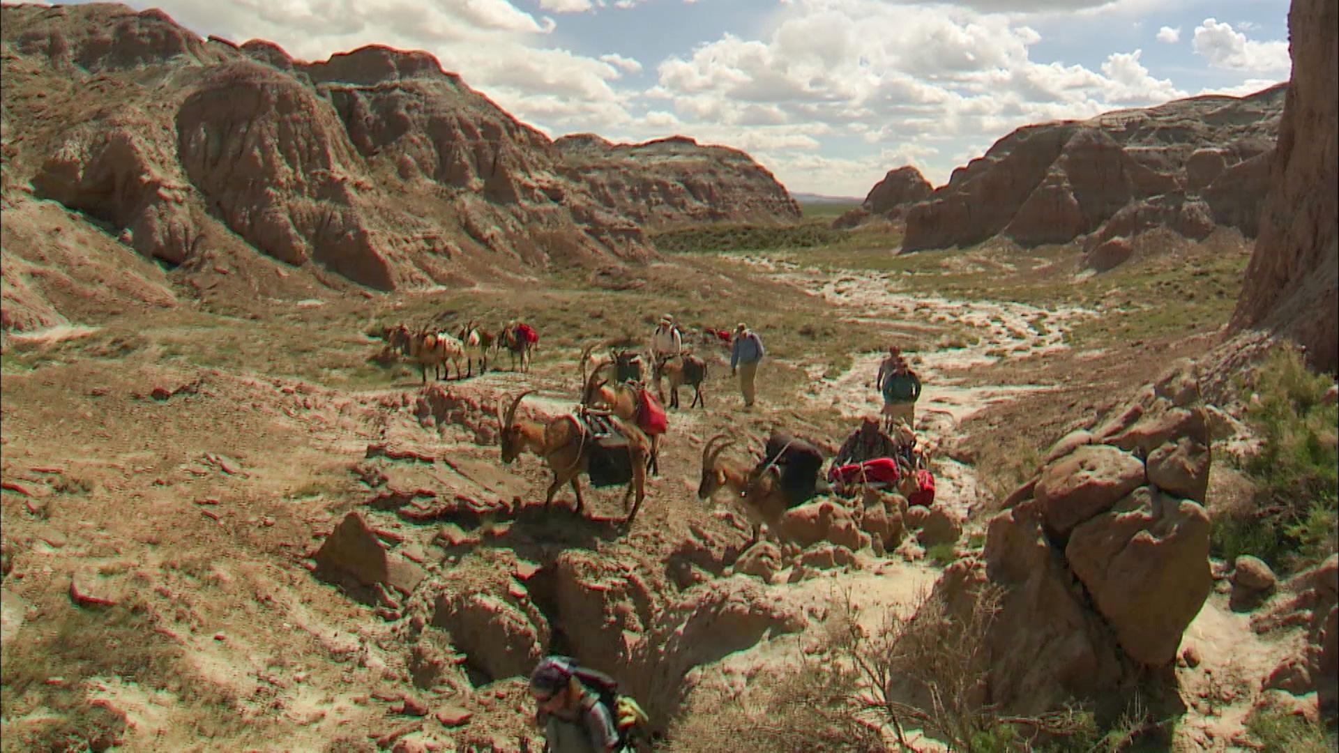 Goat Packing in the Red Desert