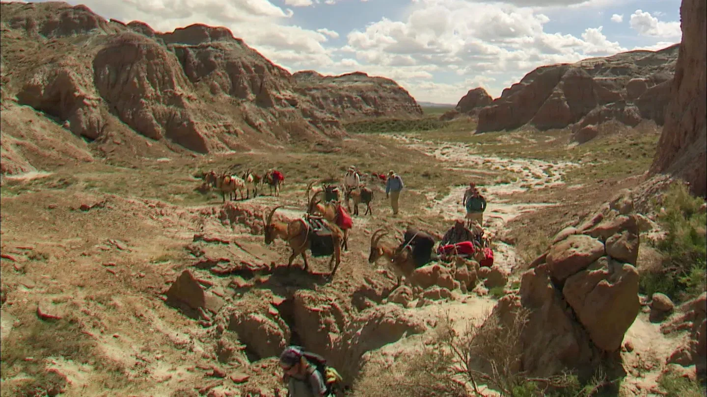 Goat Packing in the Red Desert