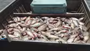 Asian Carp to Undergo Name Change