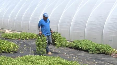 Farm labor shortage in NJ may raise produce prices