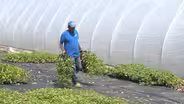 Farm labor shortage in NJ may raise produce prices