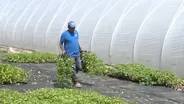 Farm labor shortage in NJ may raise produce prices