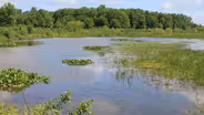 Preview: Native & Invasive Species of the Wetlands