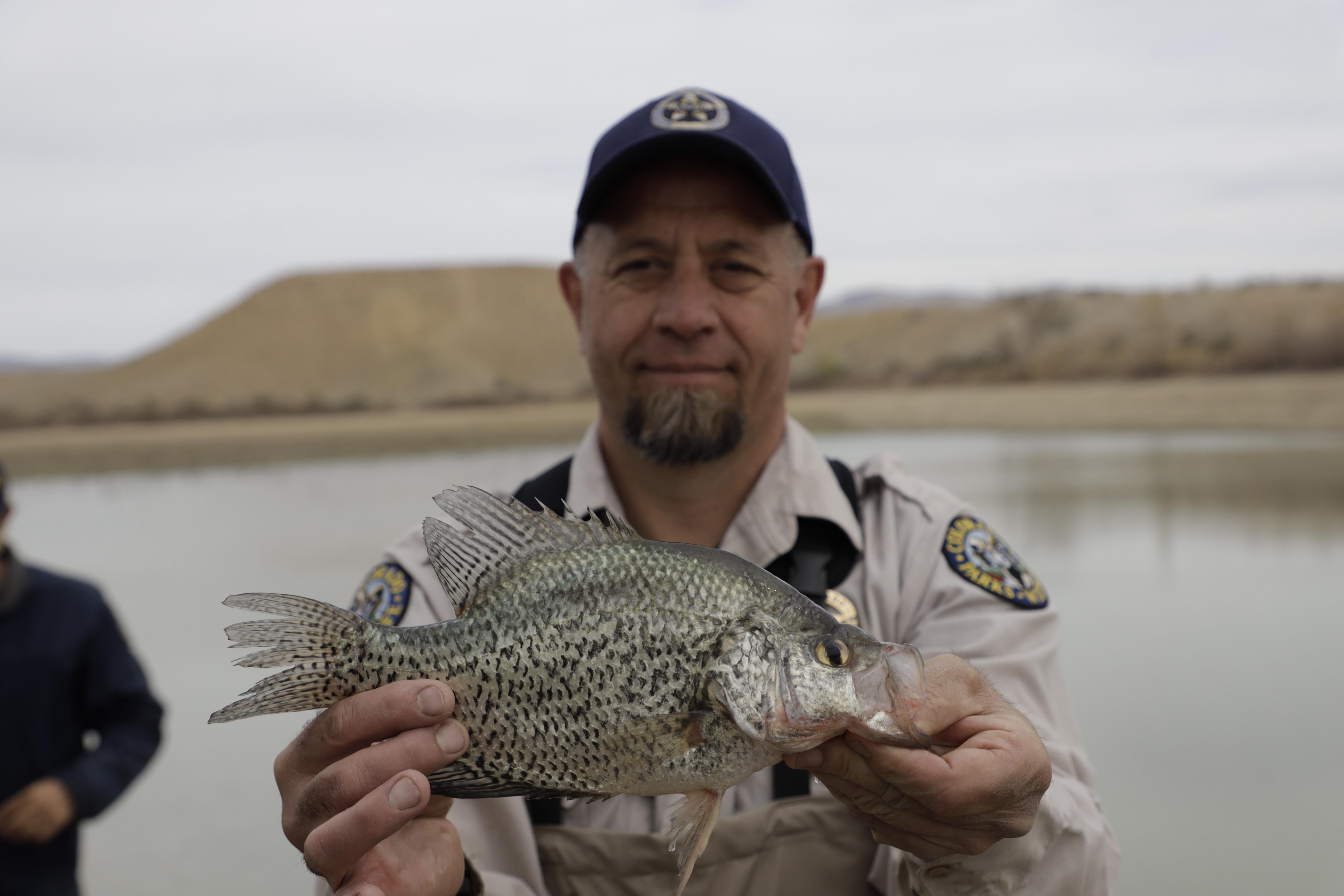 Saving the fish: Mack Mesa drained due to predator fish