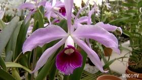 Video thumbnail: SciTech Now North Carolina Orchid Farms, Hurricane Hunters & Holographic Toys
