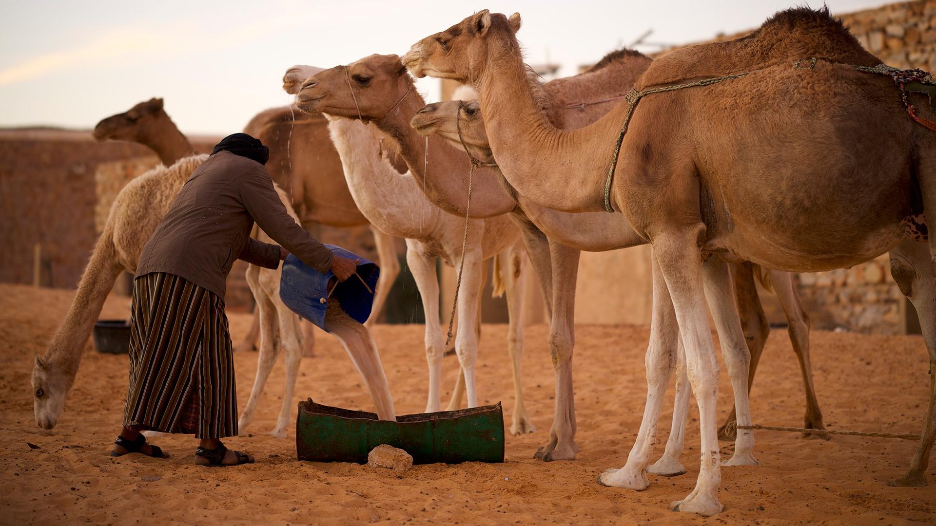 Travel across Africa’s Sahel, where Muslims and Christians unite to fight desertification.