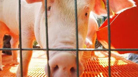 Video thumbnail: PBS NewsHour Why stopping the next flu outbreak starts at the state fair