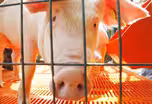 Why stopping the next flu outbreak starts at the state fair