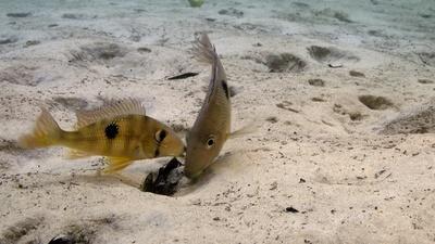 Fish Parenting 101: Mom vs. Dad