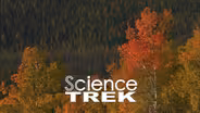 Trees: Tree Truths