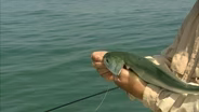 Bluefish on a Fly