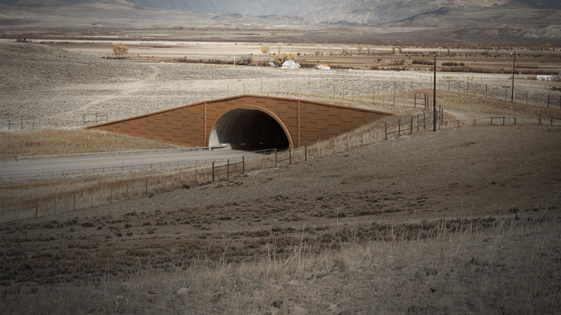 An important archaeological site helps reduce vehicle/wildlife collisions.