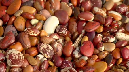 Video thumbnail: A Growing Passion Learn how heirloom beans are grown and packaged for market!