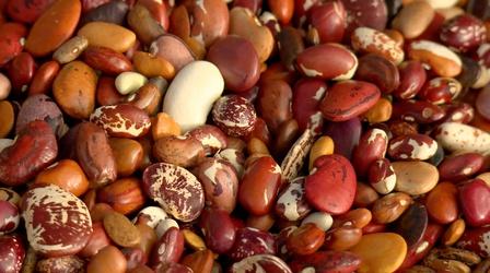 Video thumbnail: A Growing Passion Learn how heirloom beans are grown and packaged for market!