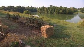 Video thumbnail: Volunteer Gardener Volunteer Gardener 2713