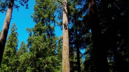 Video thumbnail: Oregon Field Guide Search For Oregon's Tallest Tree And Wallowa Mule Packer