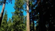 Search For Oregon's Tallest Tree And Wallowa Mule Packer