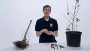5 Tree Planting Mistakes You're Probably Making