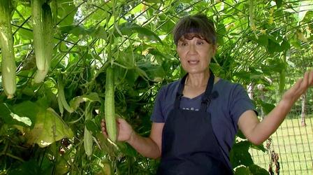 Video thumbnail: Virginia Home Grown Korean Cucumber