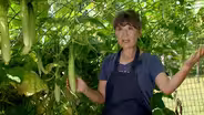 Korean Cucumber