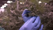 Majority of NJ towns opt out of legal weed sales