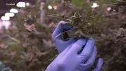 Majority of NJ towns opt out of legal weed sales
