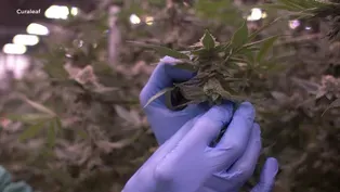 Majority of NJ towns opt out of legal weed sales
