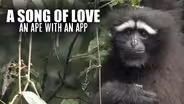 A Song for Love: An Ape with an App