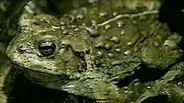 D4K: Amphibians