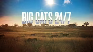 Trailer | BGCT 203 | Big Cats 24-7 | Episode 3 | "A Pride Divided"