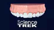 Teeth: Chew On It!