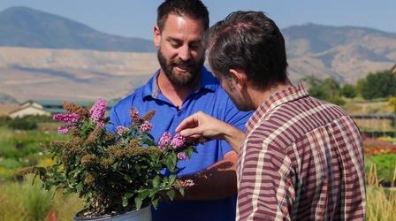 Video thumbnail: Modern Gardener Attractive Plants for Fall Color