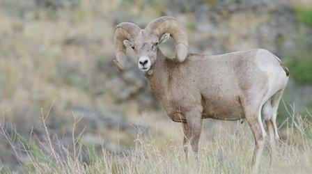 The Biggest Threat to Bighorn Sheep
