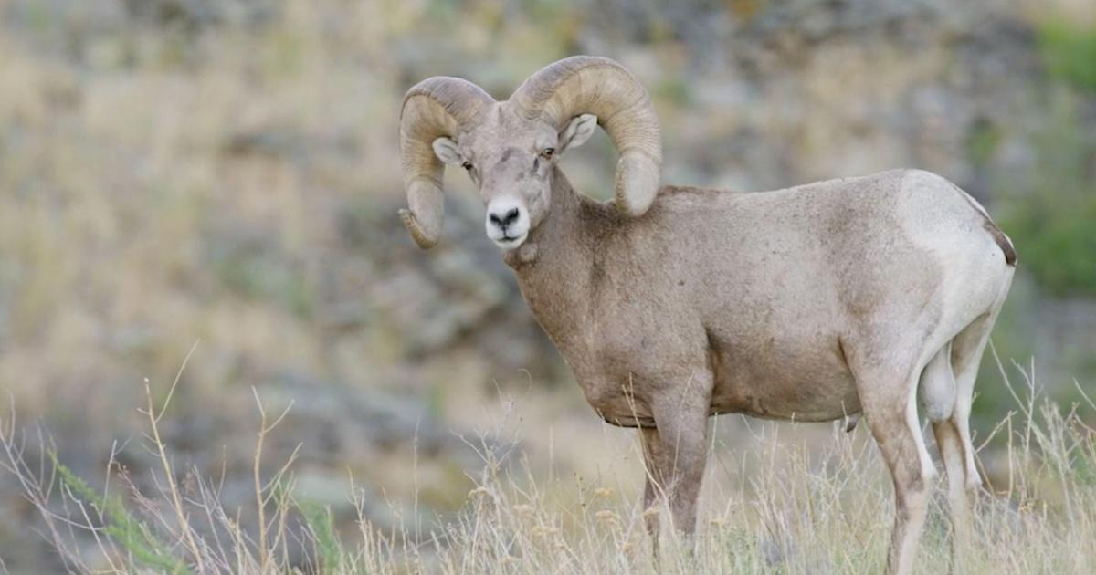Nature | The Biggest Threat to Bighorn Sheep | RMPBS