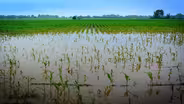 Flooding