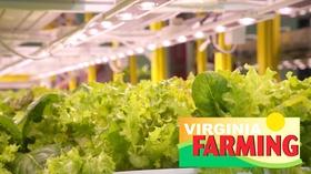 Video thumbnail: Virginia Farming Vertical Farming