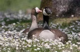 A rare pairing of geese