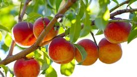 Peaches: asset-mezzanine-16x9