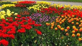 Video thumbnail: Prairie Yard & Garden Spring Flowers
