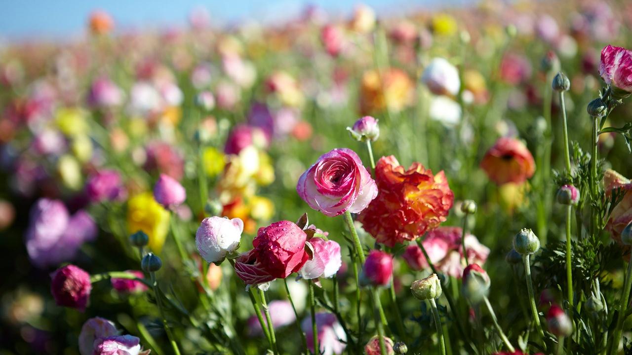 J Schwanke's Life In Bloom | Fields of Flowers