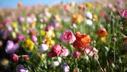Fields of Flowers