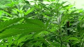 Video thumbnail: Chicago Tonight Pot as a Painkiller: Law Aims to Curb Opioid-Related Deaths