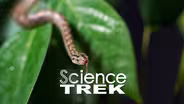 Snakes: Snake Food